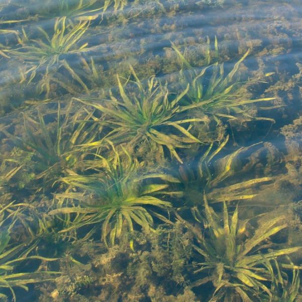 SUP Tour im National Park De Alde Feanen, Niederlande