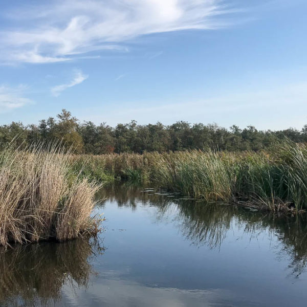 SUP Tour im National Park De Alde Feanen, Niederlande